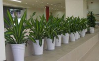 合肥花卉绿植租售|合肥绿植租摆|合肥办公室植物租赁|合肥花卉绿植销售