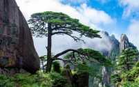 黄山风景区暑期旅游热潮涌动，壮丽风光吸引八方游客