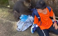 峨眉山猴子抢夺食物扑倒男孩,景区安全再引关注