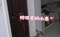 长春姑姑温情牵线，小鹿成侄女新宠，跨城传递爱与自然之趣