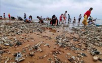台风过后生蚝成“宝藏”,市民热情高涨组团赶海寻宝