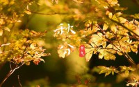今日秋分：平分秋色，燥邪当令